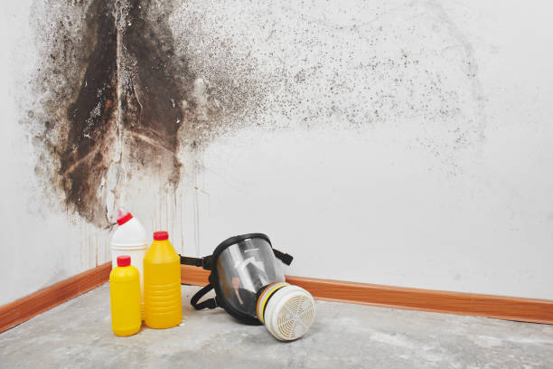 Best Mold Testing  in Dimmitt, TX