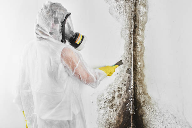 Best Fast Mold Removal  in Dimmitt, TX