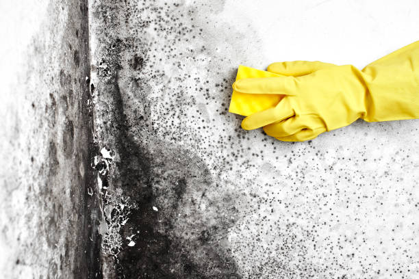 Best Mold Damage Repair  in Dimmitt, TX