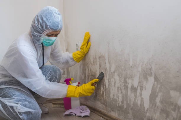 Best Commercial Mold Removal  in Dimmitt, TX