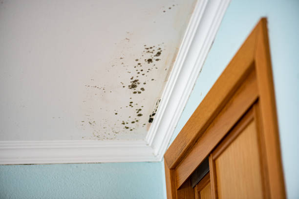 Best Residential Mold Removal  in Dimmitt, TX