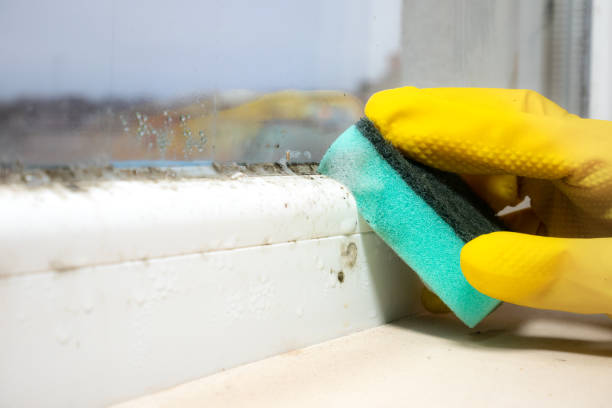 Best Mold Testing  in Dimmitt, TX