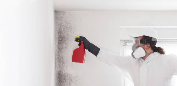 Best Affordable Mold Removal  in Dimmitt, TX
