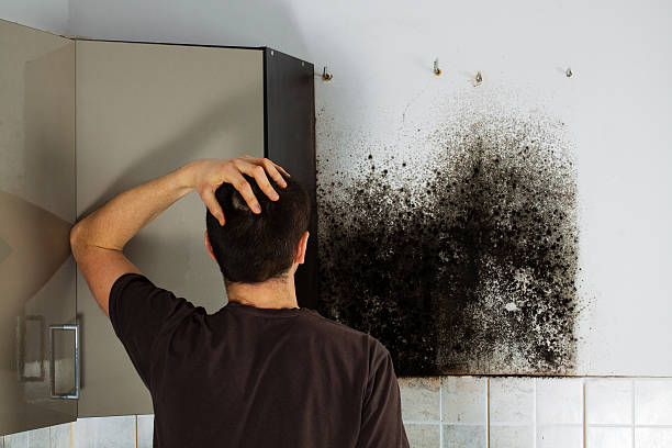 Best Attic Mold Removal  in Dimmitt, TX