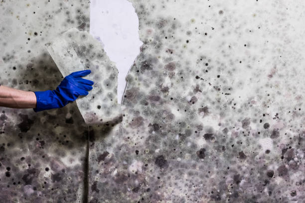 Best Black Mold Removal  in Dimmitt, TX