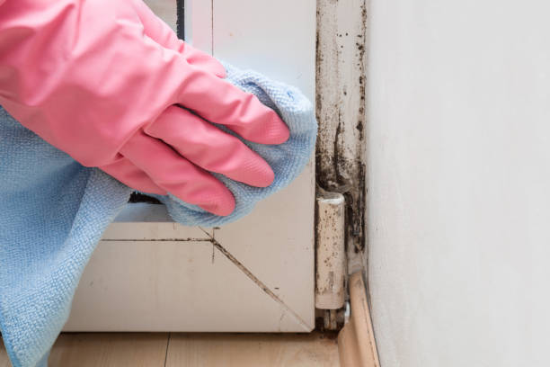 Best Toxic Mold Removal  in Dimmitt, TX