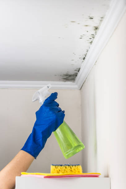 Best Black Mold Removal  in Dimmitt, TX