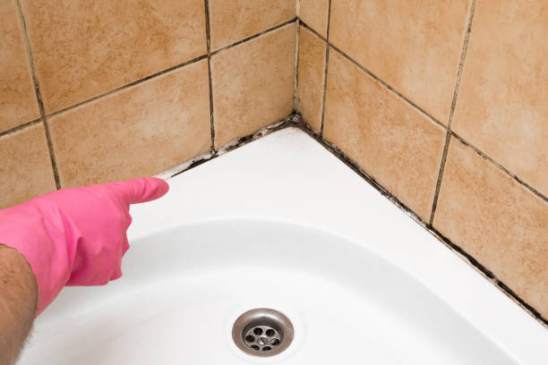 Best Home Mold Removal  in Dimmitt, TX