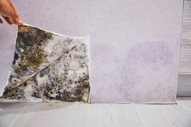 Professional Mold Removal in Dimmitt, TX